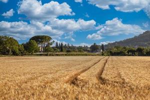 natura idilliaca vista panoramica del paesaggio del campo di grano, spighe e colline gialle e verdi foto