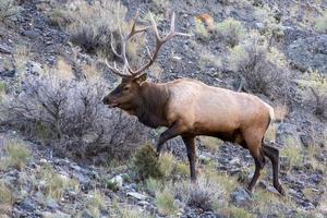 alce o wapiti in Yellowstone foto