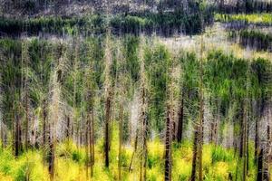 alberi danneggiati dal fuoco nel parco nazionale del ghiacciaio foto