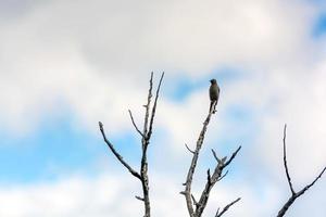 legno-pewee occidentale appollaiato su un albero foto