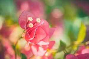fiori di bouganville e albero di piante di bouganville nella stagione estiva. romantico fiore di colore rosa bouganville in primo piano, fogliame sfocato della natura. motivo floreale tropicale foto