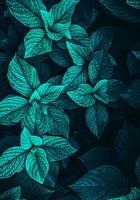 foglie di piante verdi e blu in primavera foto