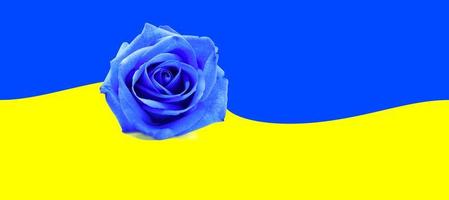bandiera rosa blu e ucraina. adorabile ucraino.la bandiera nazionale dell'ucraina. simbolo, poster, bandiera della bandiera nazionale ucraina. bandiera dell'ucraina con una rosa blu. simbolo del conflitto russo ucraino. foto