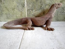 foto del giocattolo di Komodo