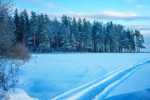 bella foresta invernale la sera. foto