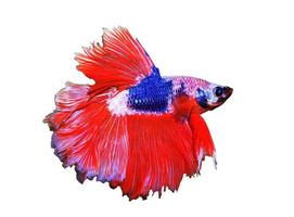 Betta siamese combattimenti isolati su sfondo bianco foto