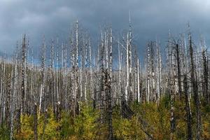 alberi danneggiati dal fuoco nel parco nazionale del ghiacciaio foto