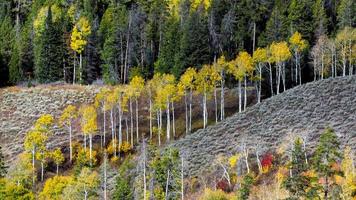 colori autunnali nel wyoming foto