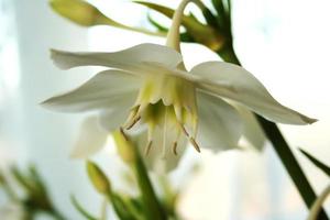 primo piano del fiore bianco. carta da parati fotografica. messa a fuoco selettiva. foto