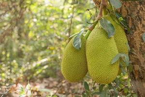 jackfruit in giardino foto