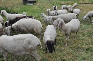 pecora mammifero animale foto