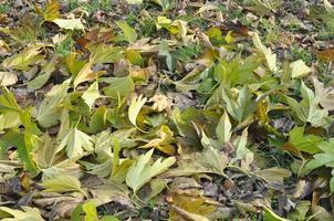 verde foglie verde utile come sfondo foto