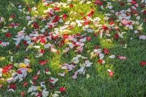 erba verde in prato o prato con petali di fiori di rosa utili come foto