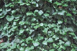 foglie di edera verde utili come sfondo foto