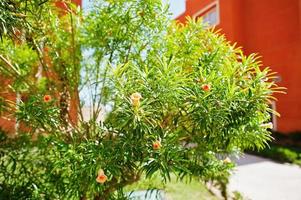 cespugli e alberi decorativi sul cortile del giardino del resort foto