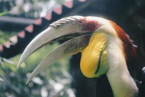 uccello di bucero rinoceronte su sfondo scuro foto