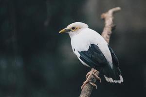 myna bianca o myna alata nera sul ramo. bellissimo uccello bianco dall'indonesia. foto