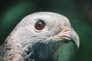 primo piano artiglio di poiana orientale, uccello rapace. foto