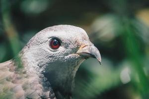 primo piano artiglio di poiana orientale, uccello rapace. foto