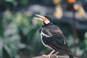 il pied myna o lo storno pezzato asiatico o jalak suren, uccello myna locale dall'indonesia foto