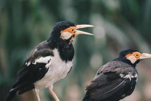 il pied myna o lo storno pezzato asiatico o jalak suren, uccello myna locale dall'indonesia foto