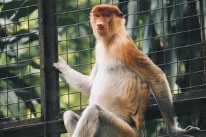 ritratto di scimmia proboscide maschio nell'area di conservazione del kalimantan, indonesia. endemico del borneo. enorme naso di scimmia. foto