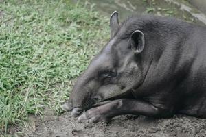 tapiro sudamericano, noto anche come tapiro brasiliano. animale raro in cattività. foto