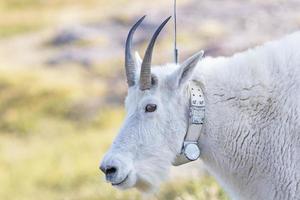 capra di montagna con un collare di localizzazione radio foto