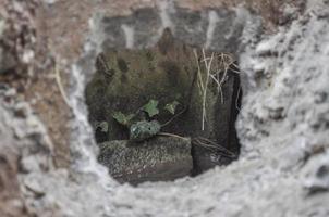 edera verde in un buco nel cemento foto