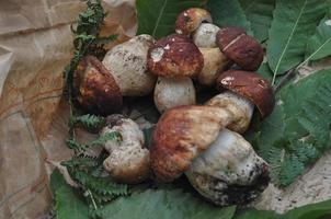 funghi porcini cibo vegetariano boletus edulis foto