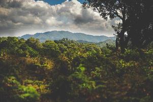 natura selvaggia verde di montagna foto