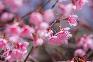 bellissimo fiore di ciliegio sakura foto