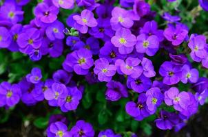 tanti fiori viola foto