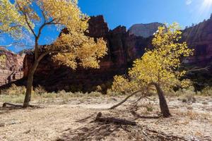 albero stentato nel parco nazionale di zion foto