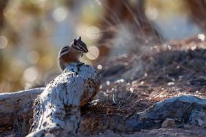 primo piano di uno scoiattolo a Bryce Canyon foto