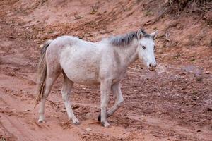 canyon de chelly del cavallo selvaggio foto