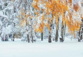 ottobre faggeta di montagna con prima neve invernale. carpatico foto