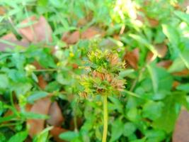 sfondo di fiori verdi foto