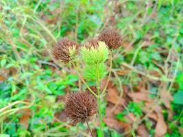 sfondo di fiori verdi foto