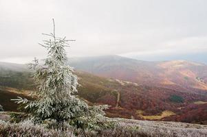 gelo sullo sfondo dell'albero di capodanno foresta autunnale sulle montagne dei Carpazi. prima neve, incontro dell'autunno con l'inverno. foto