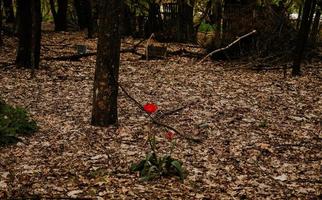 tulipano da solo nella zona di esclusione di chernobyl, ucraina foto