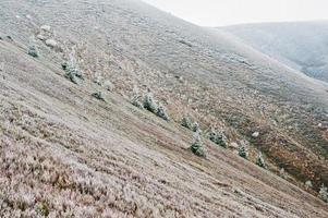 alberi di gelo sui monti Carpazi, ucraina europa foto