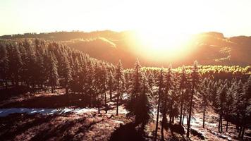 scandinavo autunnale come foresta e paesaggio con vivaci colori autunnali foto