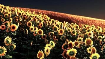 campo di girasole immerso nella luce dorata del sole al tramonto foto