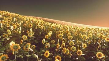 campo di girasoli in fiore su uno sfondo tramonto