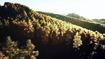 vista sulla foresta autunnale in montagna e cielo blu della svizzera foto