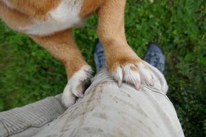 piccole zampe di cane marrone e bianco che calpestano una gamba umana con pantaloni bianchi foto