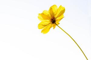 fiori gialli dell'universo su fondo bianco. vista a occhio di formica. foto