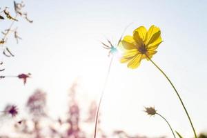 fiori gialli dell'universo nel giardino. foto