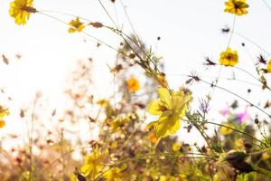 fiori gialli dell'universo nel giardino. foto